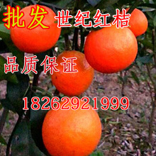 批发东方红桔东方红桔苗橘子苗桔苗蜜桔红橘子果苗柑橘树苗
