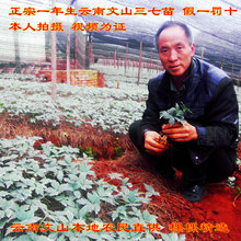产地发货 三七种子 一年生文山三七籽条 云南文山三七苗田七苗
