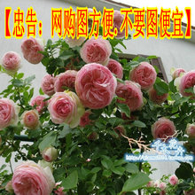 8年大苗欧洲月季龙沙宝石庭院藤本月季花苗灌木月季对版发货