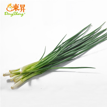 100g 毛葱 东升生葱 广州蔬菜新鲜配送 香葱调配料 东升农场