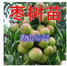沾化大冬枣树苗当年结果 枣树树苗 枣子树苗 果树苗 嫁接枣树苗