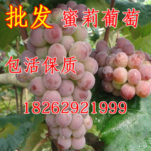 特早蜜莉葡萄苗 蜜莉葡萄 嫁接葡萄苗 含糖量高茉莉香味果树苗木