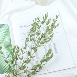 柳叶尤加利肯尼亚进口小桉树叶材点缀搭配竹叶桉干花真花永生花