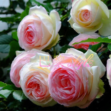 藤本月季花苗庭院花卉盆栽玫瑰蔷薇花苗爬藤植物 粉龙沙宝石 欧月