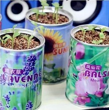 种子套餐 罐套餐 罐头花卉 灌装 桌面绿植创意 种子 易拉罐植物