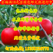 盆栽地栽 南北方种植红富士黄香蕉等 当年结果 苹果树苗 果树苗木