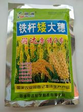 铁杆矮大穂小麦水稻壮杆增产防倒伏增产水稻专用增收生根粉