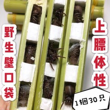 地蜘蛛活虫画眉提性鸟食玉米虫柴虫30只4捆 包邮 壁口袋蜘蛛 野生