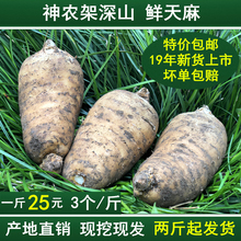 包邮 2斤起发货 野生新鲜天麻 一斤3个 一件500克真空包装 鲜天麻