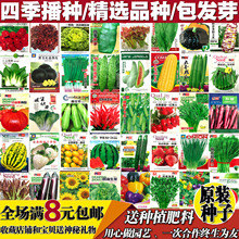 包邮 蔬菜种子四季播阳台农家庭院盆栽辣椒番茄黄瓜韭菜香菜草莓籽