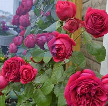 红色龙沙宝石 花儿朵朵开月季花苗: