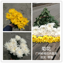 清明节白黄菊花鲜花速递全国礼供佛拜祭一扎起批广州花卉直发
