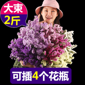 超大束云南勿忘我干花花束家居客厅装饰摆件插花真花论斤卖满天星