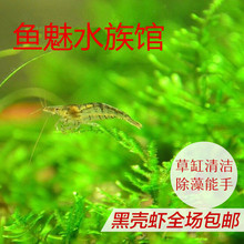 川内 免包装 免邮 黑壳虾活体草缸除藻虾观赏虾工具虾宠物虾