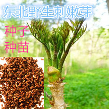 野生刺嫩芽刺老芽东北山区特产山菜刺嫩芽种子山野菜种苗 包邮