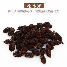 7颗 桤木果实降酸抑制真菌释放腐殖酸降低ph值观赏虾水晶虾10元
