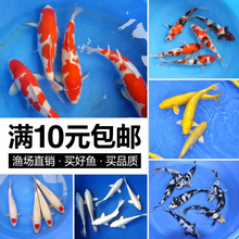 锦鲤活体 锦鲤 观赏鱼活体红白黄金乌鲤三色大正昭和绯写孔雀锦鲤
