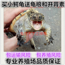 免邮 小鳄龟苗活物北美鳄龟情侣一对大鳄龟杂佛爆刺纯佛鳄水龟低价