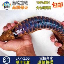 高背B级蓝底金头过背金龙鱼活体鱼苗印尼辣椒血红龙小鱼苗观赏鱼