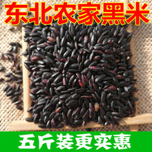 5斤不染色 新黑米东北农家自产黑米稻花香黑米粥黑大米柏邮