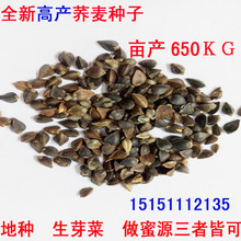 荞麦种子包邮优质甜荞麦种子 黑荞麦种子苦荞种子四季种植芽菜苗