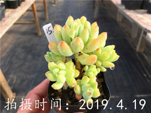 包邮 多肉植物柳叶莲华周正单头造型老桩非果冻乙女心一物一拍满