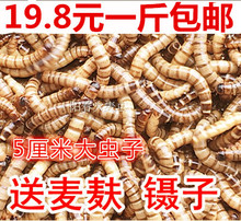 大麦虫活体超级面包虫包存活率 包邮 净重 大麦虫