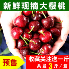 山东烟台大樱桃车厘子新鲜水果脆甜现摘现发2斤当季5直播10非现货