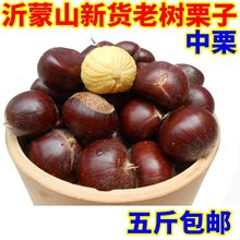 包邮 2018新货上市老树栗子生板栗油栗新鲜板栗中栗500g五件