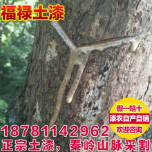 包邮 陕西土漆 漆树采割大漆采自漆树无添加精细过滤国漆生漆60一斤