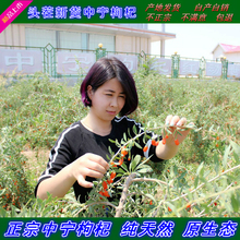 头茬新货枸杞2019年宁夏中宁优质构杞子纯正宁夏枸杞500g免洗苟杞