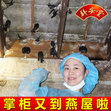 小九里香燕盏 进口孕妇即炖白燕窝10克装 马来西亚正品 群安堂
