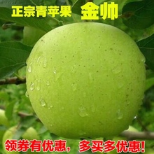 2019沂蒙山金帅青苹果酸甜苹果孕妇水果五斤装 现摘现发脆苹果
