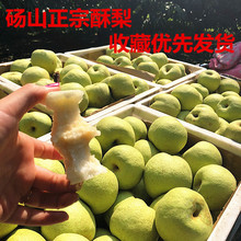 砀山梨现摘现发新鲜水果当季正宗汤山酥梨雪梨皇冠梨整箱 包邮 10斤