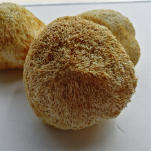 新货500g 一斤 包邮 仿野生 新鲜 养胃粉 特级农家自产猴头菇干货