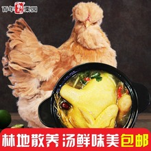 北京油鸡老母鸡1kg 农家散养土鸡走地鸡 首农百年栗园