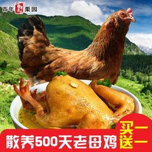 百年栗园散养500天老母鸡2斤 买一送一 土鸡走地鸡笨鸡整鸡炖汤