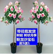 庭院粉色龙沙宝石树桩树状月季花苗粉