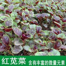 红苋菜种子绿苋菜全红苋菜促进儿童吸收野菜长寿菜四季蔬菜种子