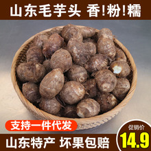现挖现发山东新鲜小芋头新鲜蔬菜软糯芋艿香芋子5斤蔬菜