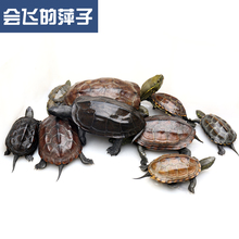 包邮 纯种外塘中华草龟金线龟黑墨龟黑金龟乌龟活体长寿宠物龟墨龟