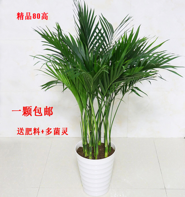 散尾葵大盆栽客厅价格