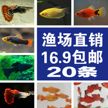 胎生鱼热带观赏鱼繁殖孔雀鱼小鱼练手鱼凤尾鱼燕鱼灯科鱼玛丽米奇