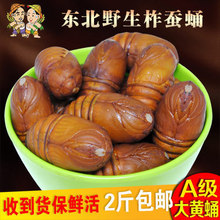 2斤 包邮 新鲜活蚕蛹黄蚕蛹A级2018大茧蛹500g 东北特产野生柞蚕蛹
