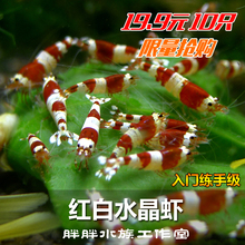包邮 亚成ss 红白水晶虾活体黑白酒红纯血丸子厚白驱虎牙热带观赏虾