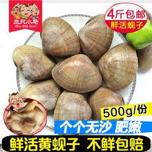 新鲜活文蛤一斤16头 海鲜水产贝类 三只小马 丹东东港大黄蚬子
