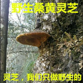 野生桑树桑黄野生桑黄灵芝250g正宗野生西藏桑黄天然纯野生桑黄