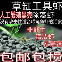 包邮 观赏虾活体黑壳虾人工繁殖米虾工具虾清洁虾非野生 包损