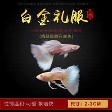 包邮 台湾精品超大尾基因黄白孔雀鱼黄礼服白子白金鱼淡水活体满