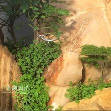 吸水石植物假山草种子不卖了上水石植物山石草上水石小草假山植物